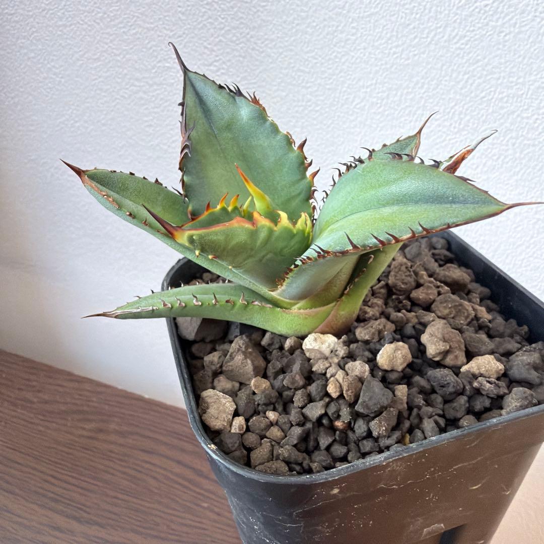 ブラックファイヤー アガベ 黒火焔 Lize産 中株A 抜き苗発送 - メルカリ