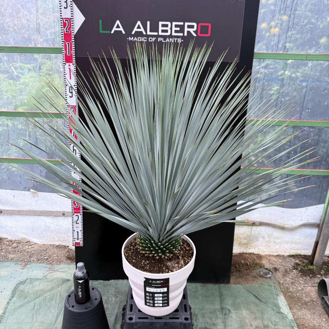 AL1049】ユッカ ロストラータ ランチョブルー 数量限定販売 - メルカリ