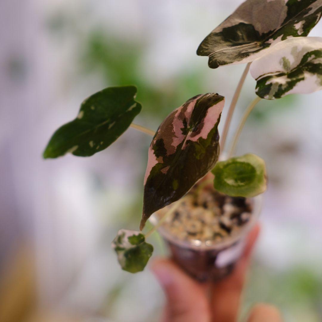 Alocasia chantrieri pink /アロカシア チャントリエリ