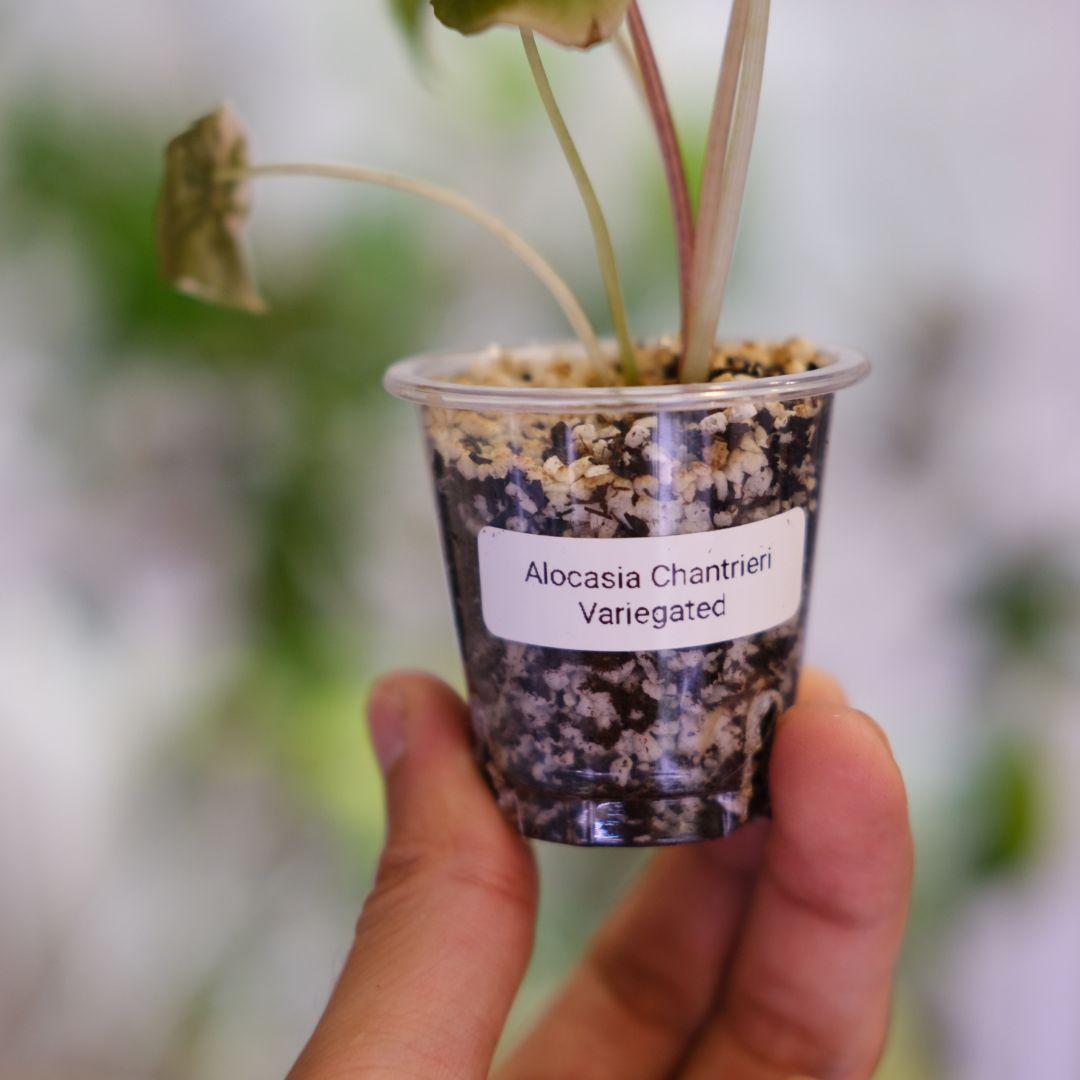 Alocasia chantrieri pink /アロカシア チャントリエリ