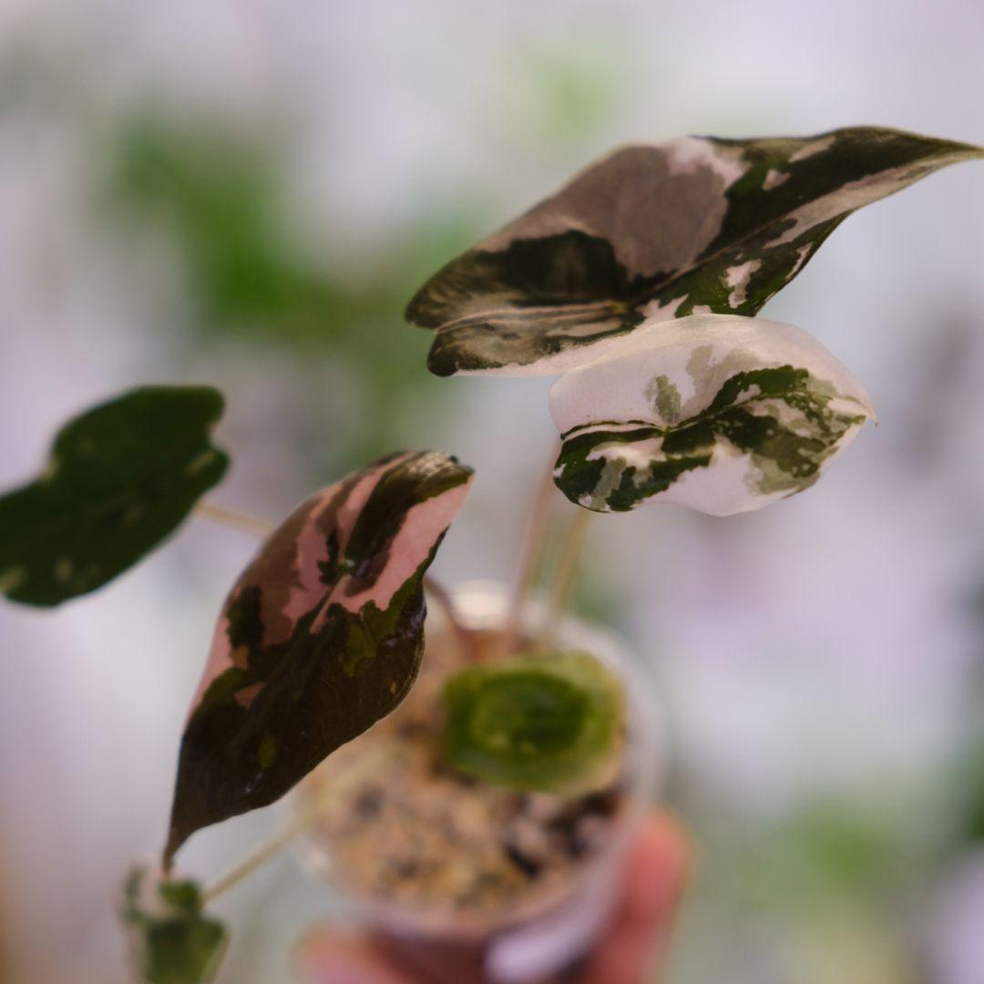 Alocasia chantrieri pink /アロカシア チャントリエリ