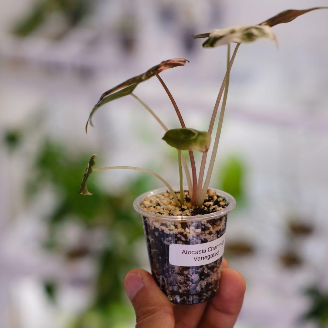 Alocasia chantrieri pink /アロカシア チャントリエリ