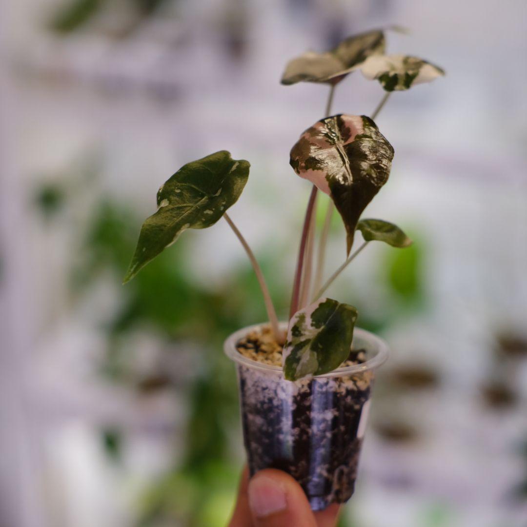 Alocasia chantrieri pink /アロカシア チャントリエリ