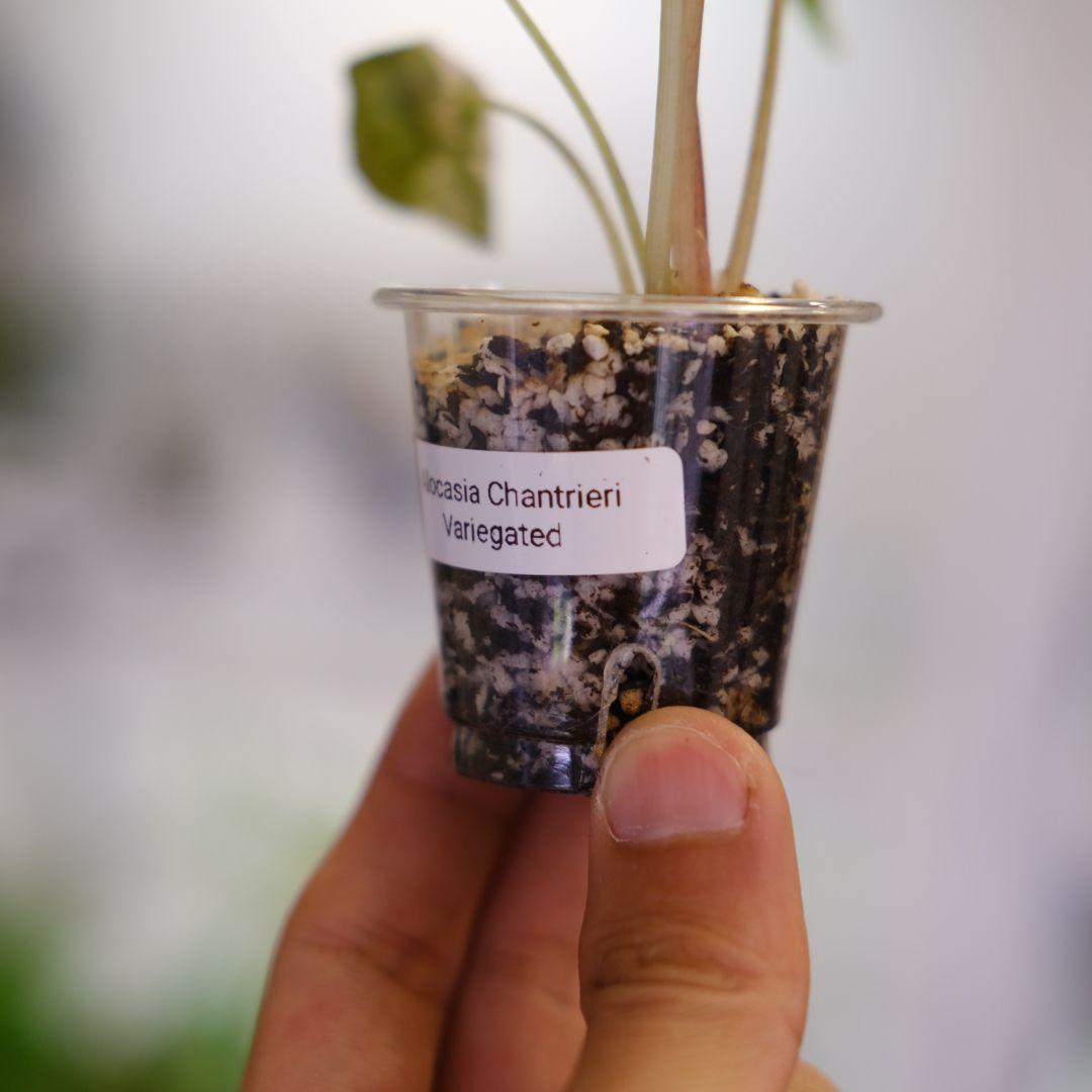 Alocasia chantrieri pink /アロカシア チャントリエリ