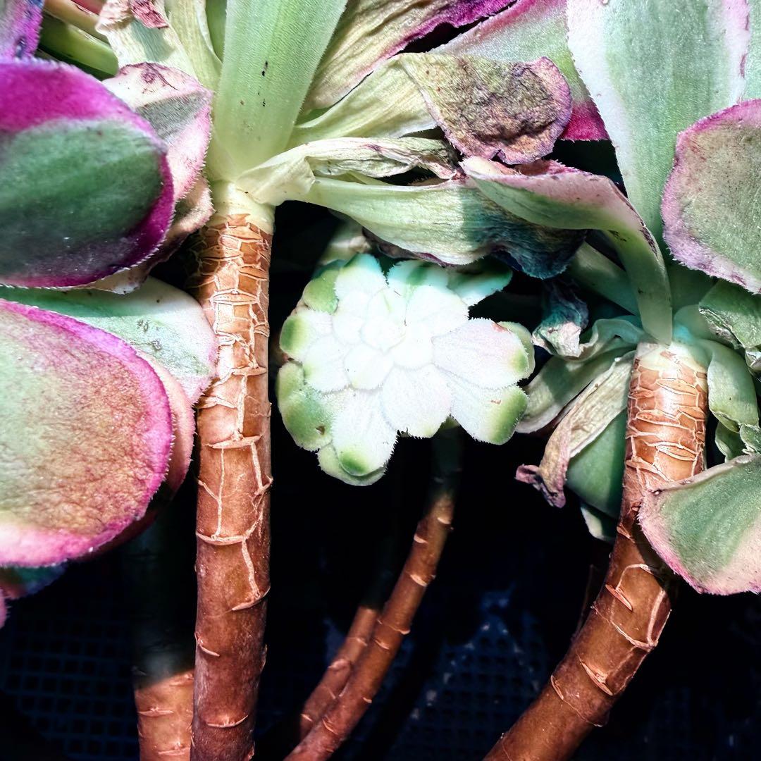 新入荷 レア新品種 アエオニウム エレガントクイル(ブーケ群生) 法師錦