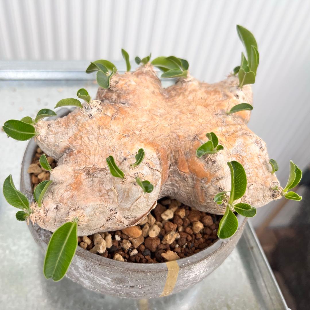 恵比寿笑い N/OH鉢 発根済み パキポディウム ブレビカウレ 現地球