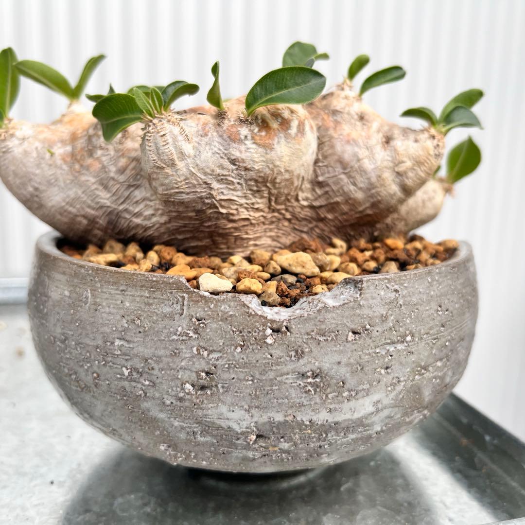 恵比寿笑い N/OH鉢 発根済み パキポディウム ブレビカウレ 現地球