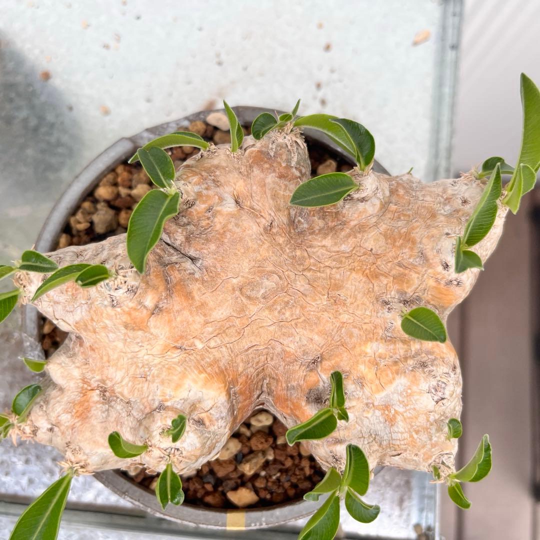 恵比寿笑い N/OH鉢 発根済み パキポディウム ブレビカウレ 現地球