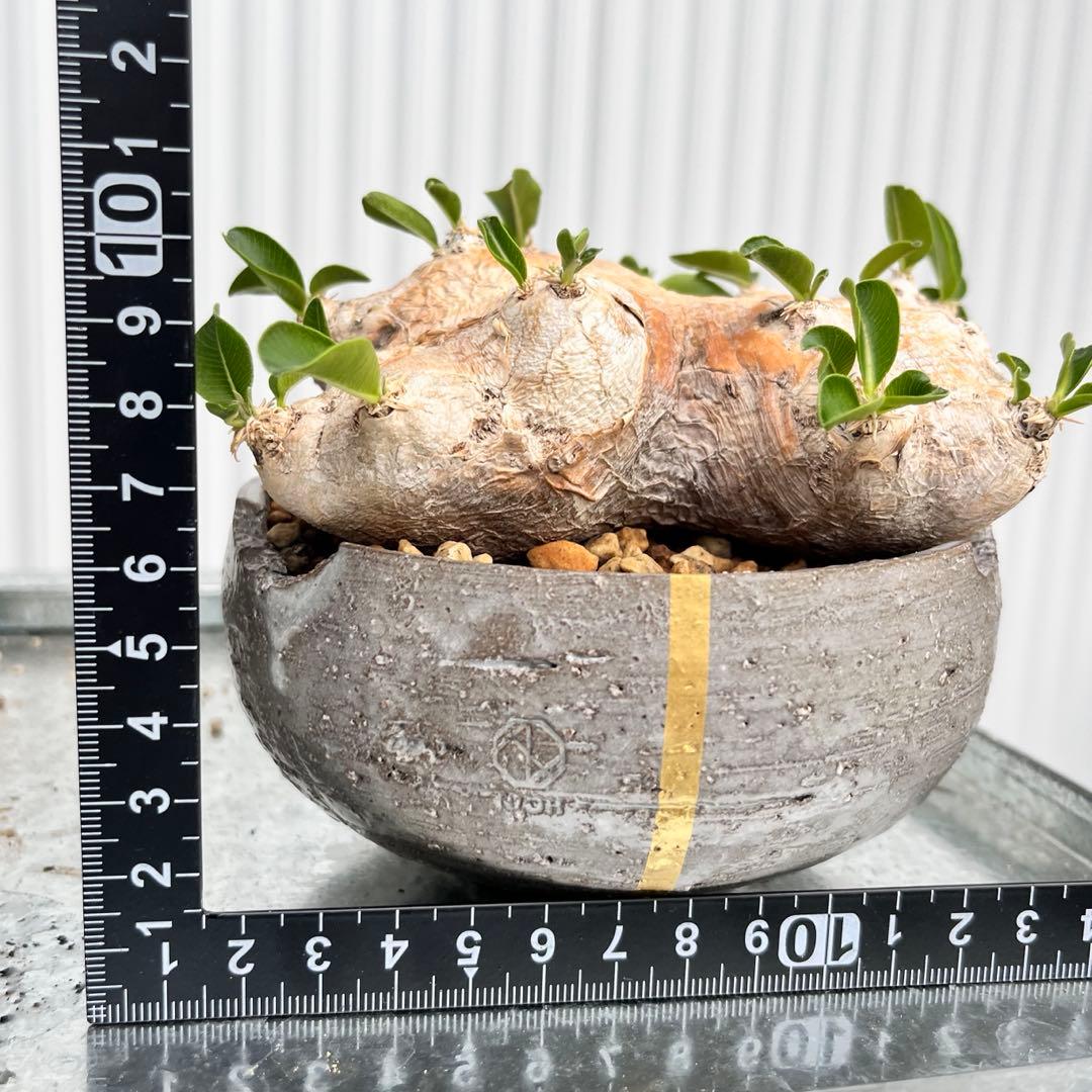 恵比寿笑い N/OH鉢 発根済み パキポディウム ブレビカウレ 現地球