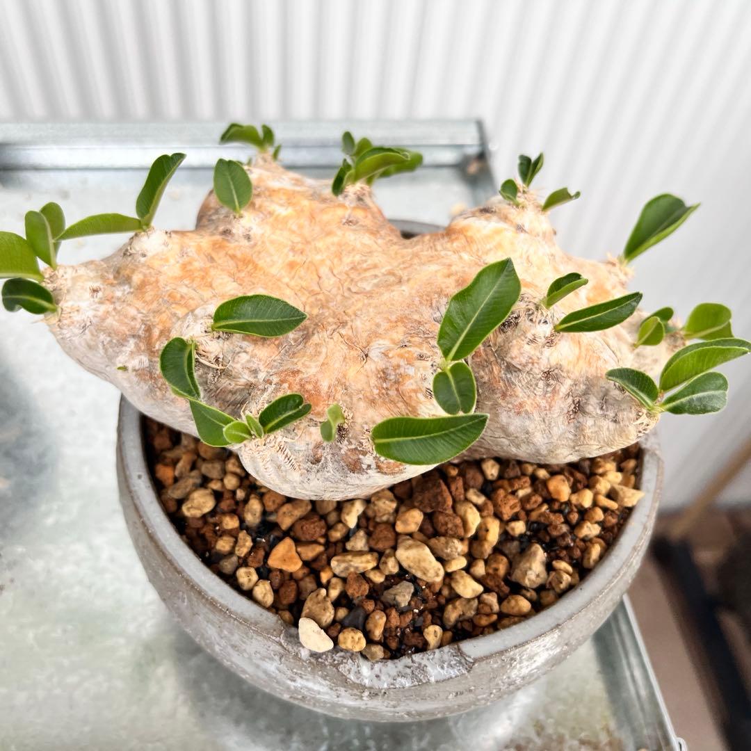 恵比寿笑い N/OH鉢 発根済み パキポディウム ブレビカウレ 現地球