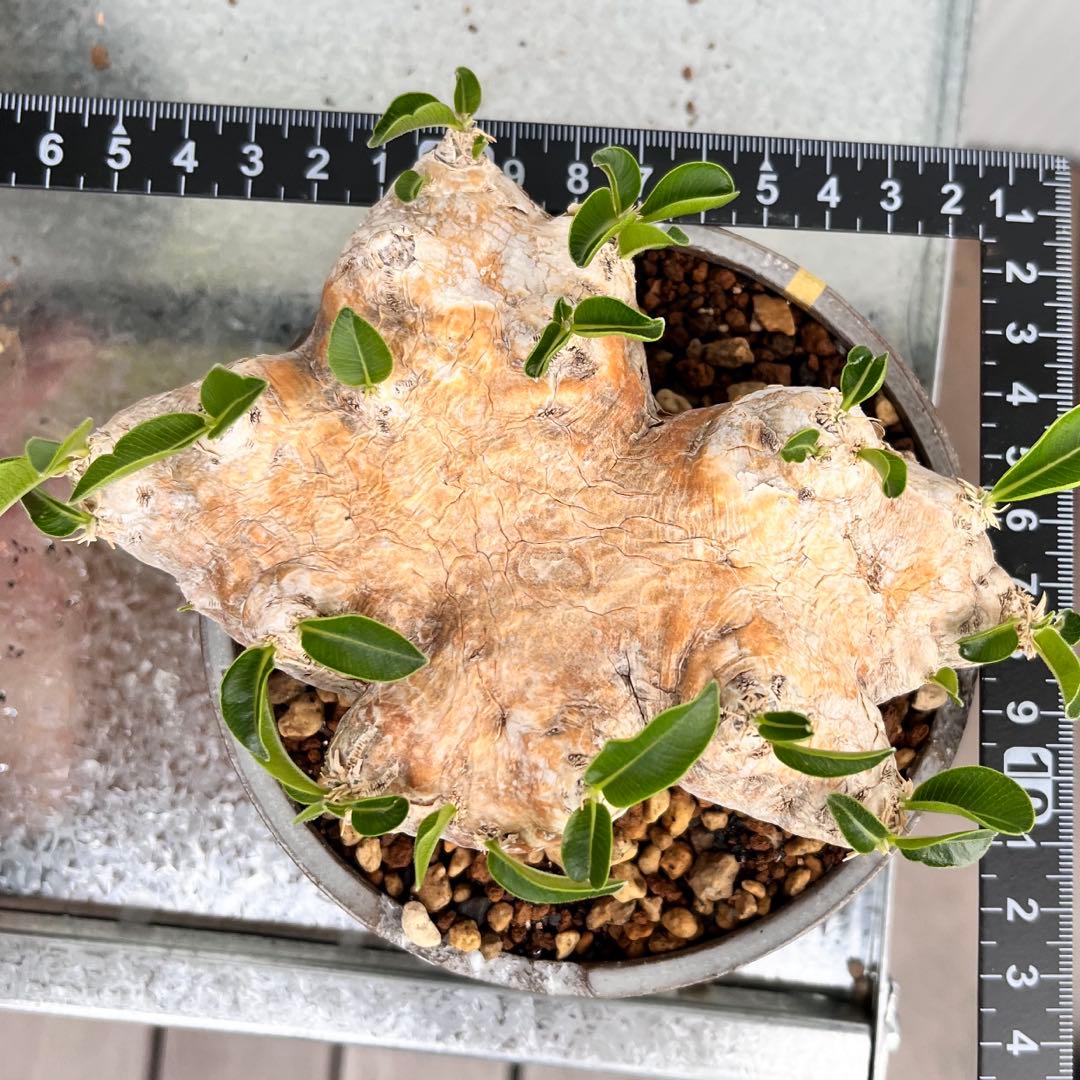 恵比寿笑い N/OH鉢 発根済み パキポディウム ブレビカウレ 現地球