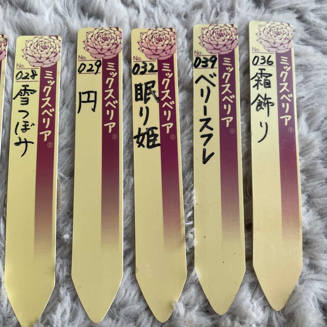 指定購入可❗️ご相談下さい おらいさん　ミックスベリア　札セット