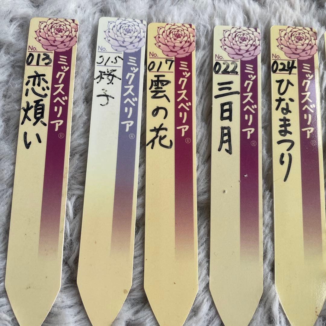 指定購入可❗️ご相談下さい おらいさん　ミックスベリア　札セット