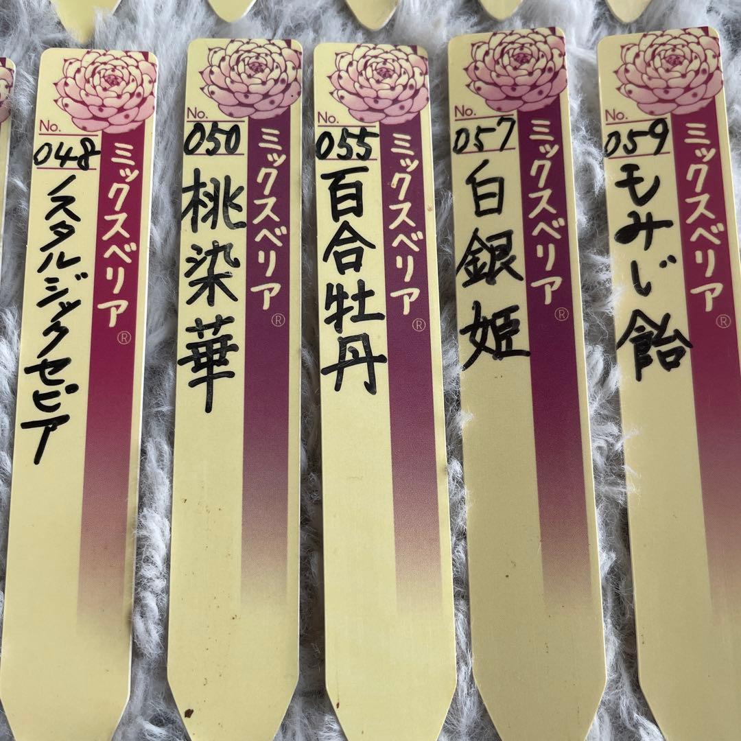 指定購入可❗️ご相談下さい おらいさん　ミックスベリア　札セット