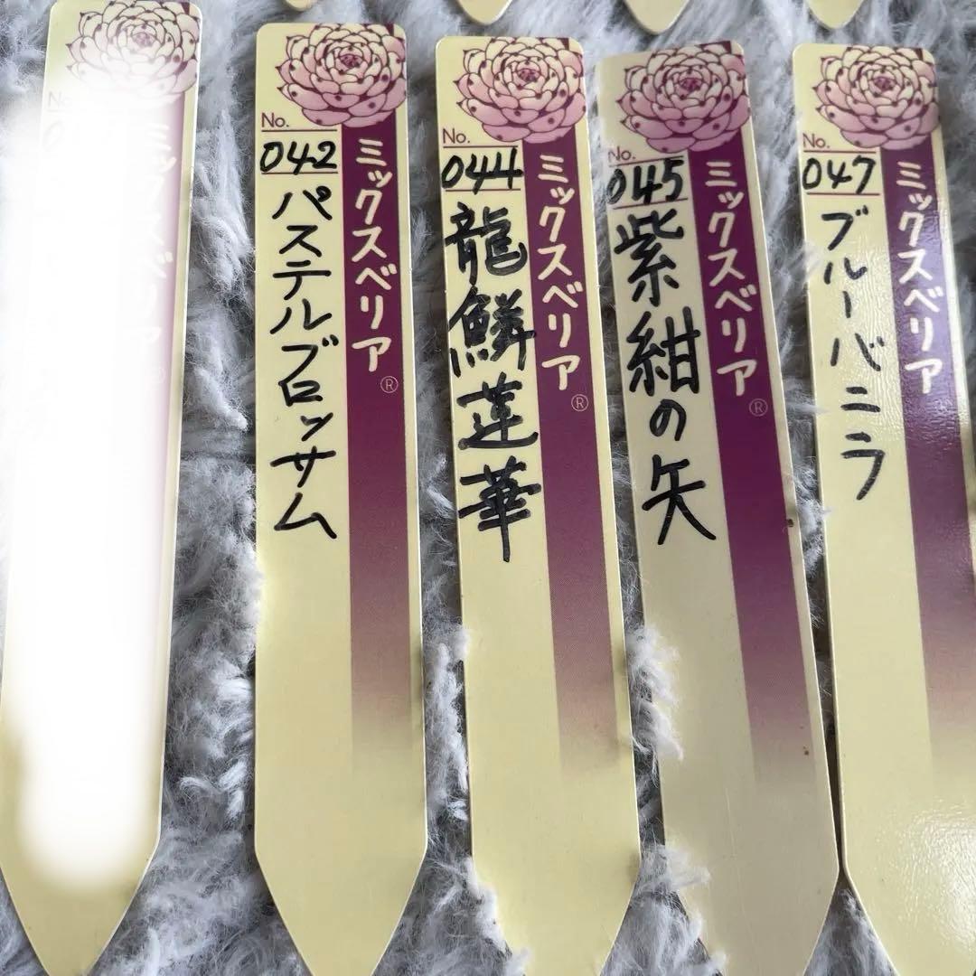 指定購入可❗️ご相談下さい おらいさん　ミックスベリア　札セット