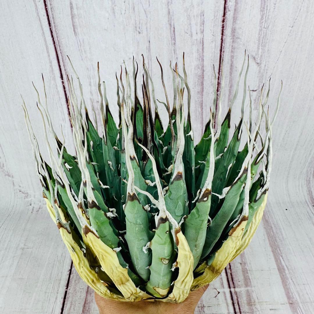 69 アガベ ユタエンシス エボリスピナ 陽炎