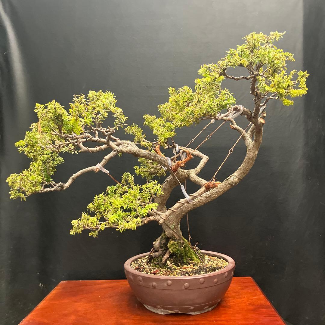 米栂(コメツガ) 盆栽