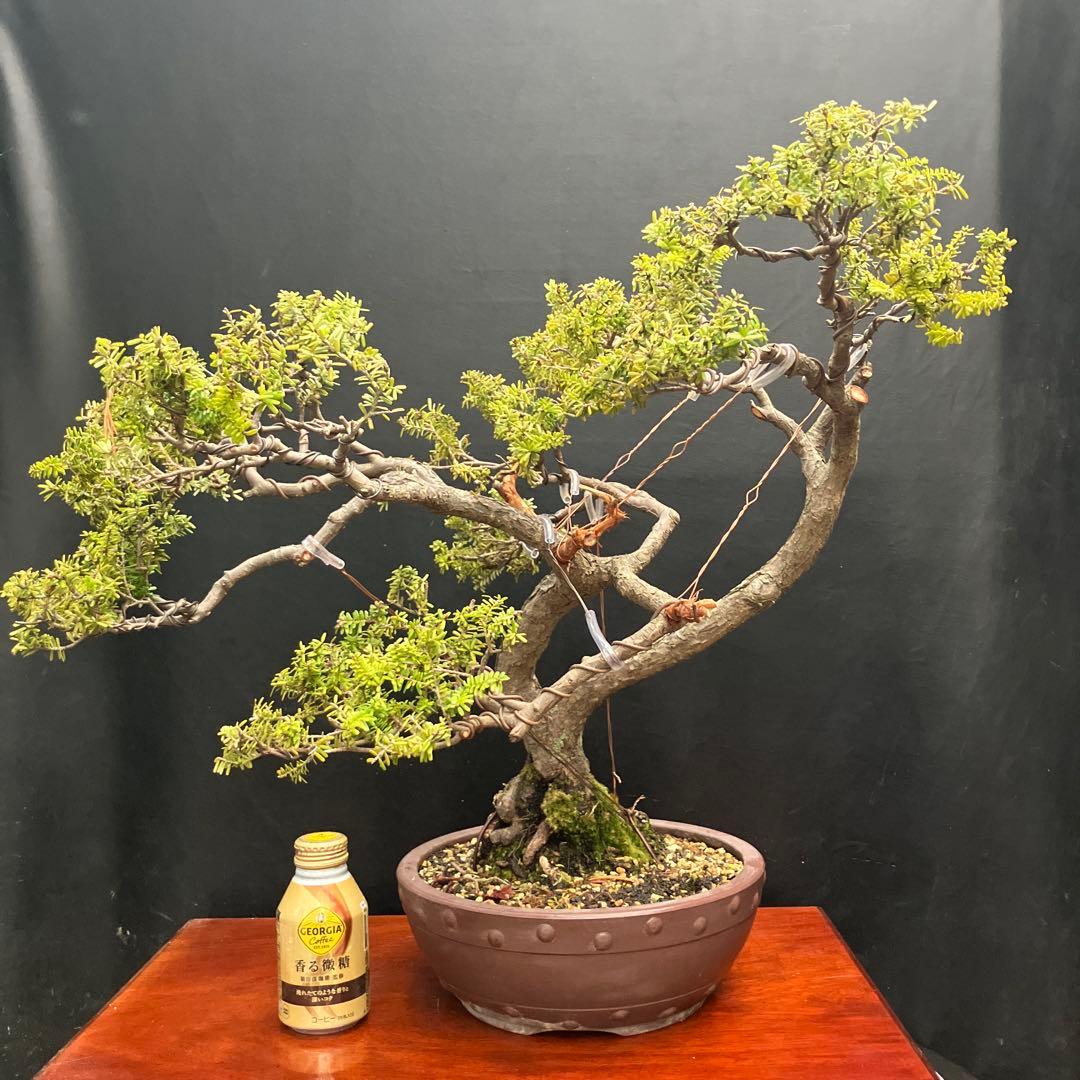 米栂(コメツガ) 盆栽