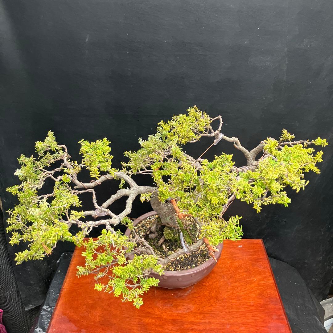 米栂(コメツガ) 盆栽