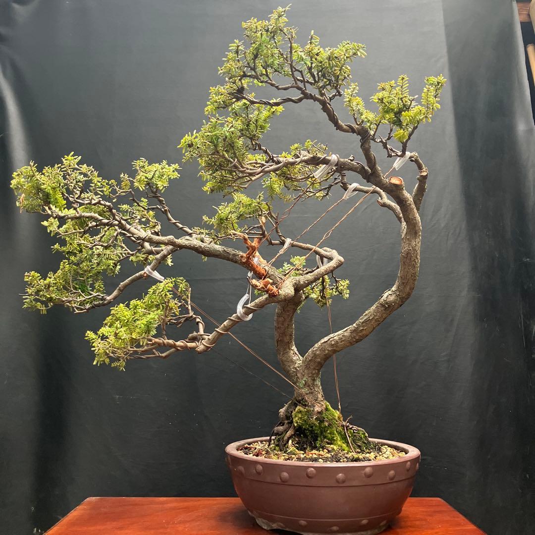 米栂(コメツガ) 盆栽