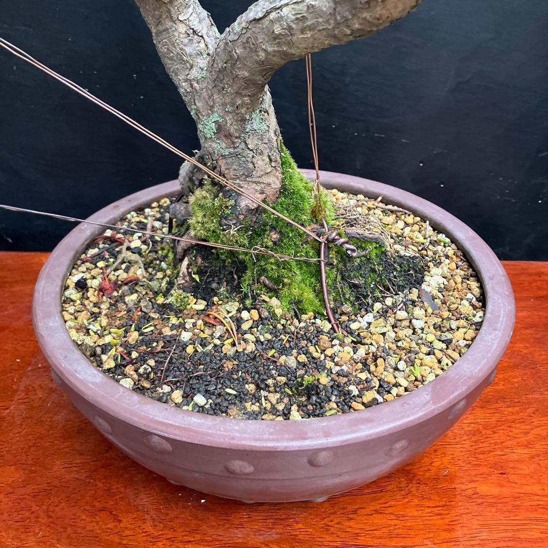 米栂(コメツガ) 盆栽