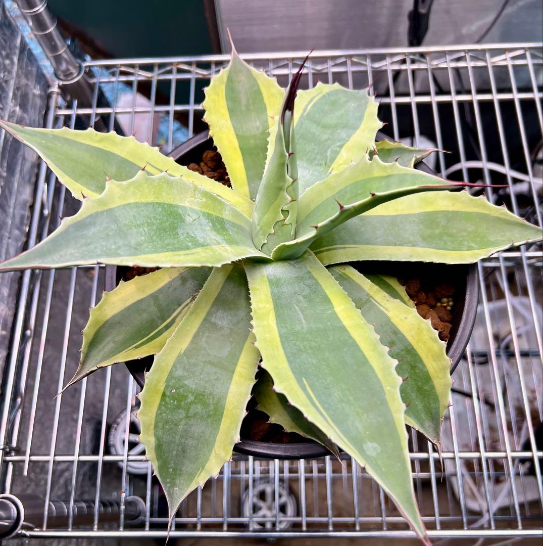 チェリー様専用 アガベ オバティフォリア オルカ - メルカリ