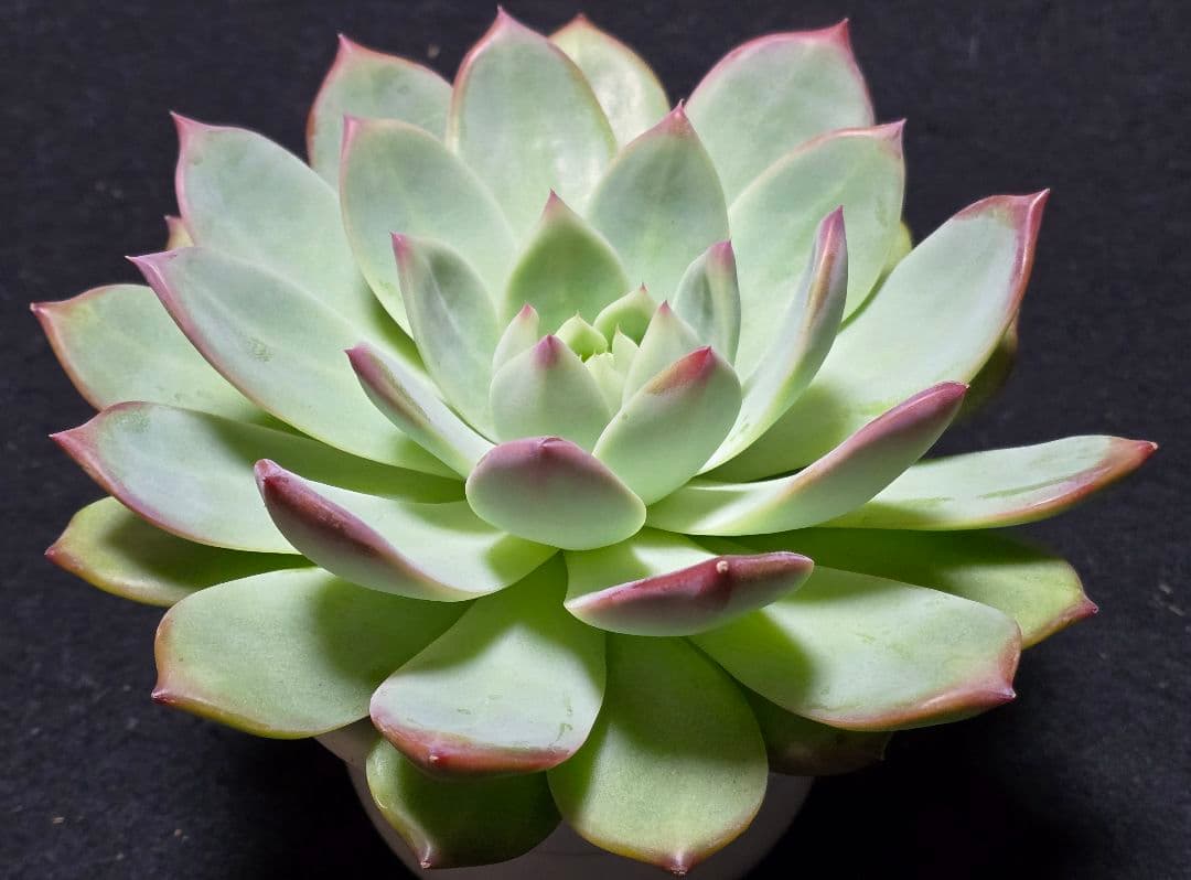 【超特大株】中里リンゼアナ実生　札付き