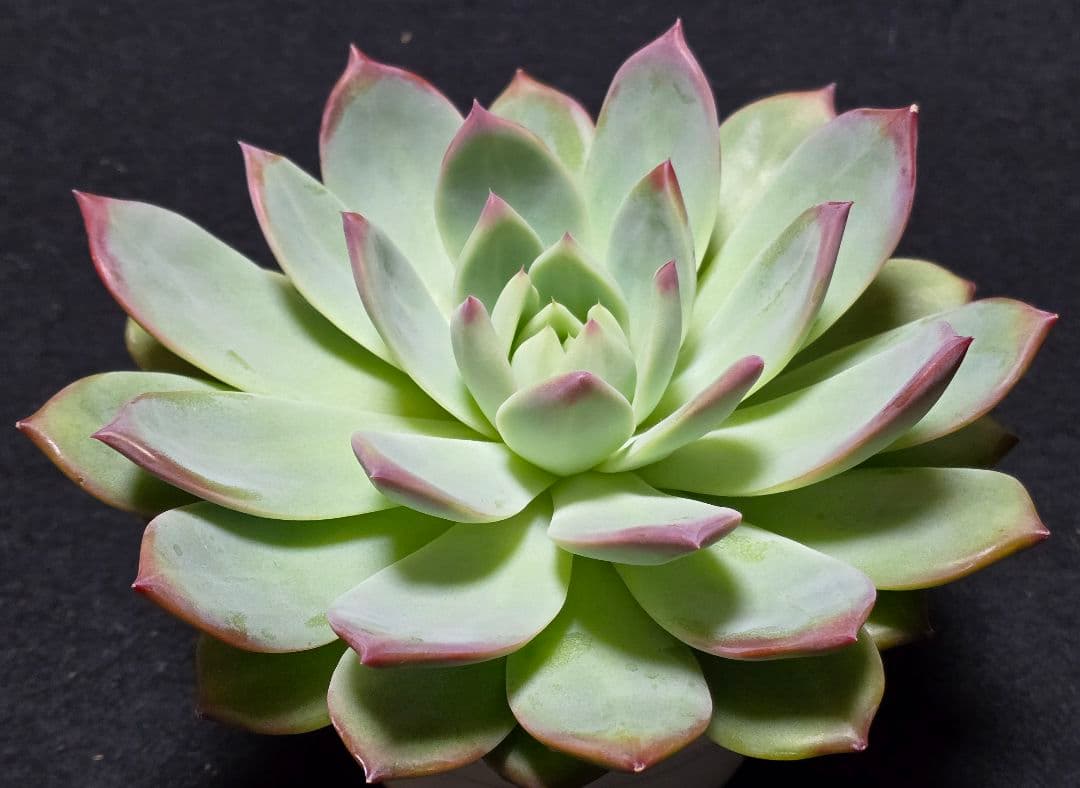 【超特大株】中里リンゼアナ実生　札付き