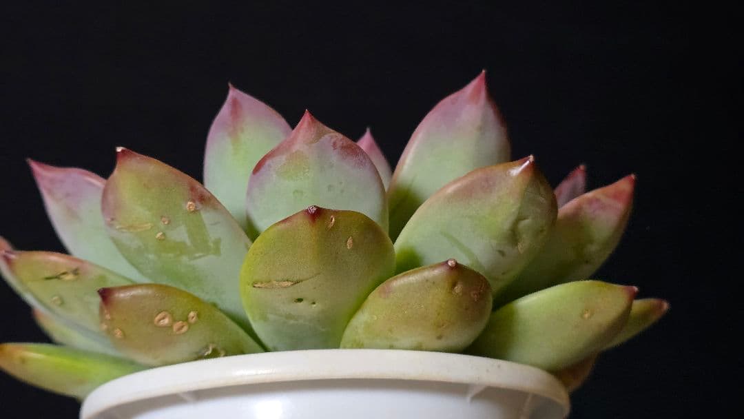 【超特大株】中里リンゼアナ実生　札付き