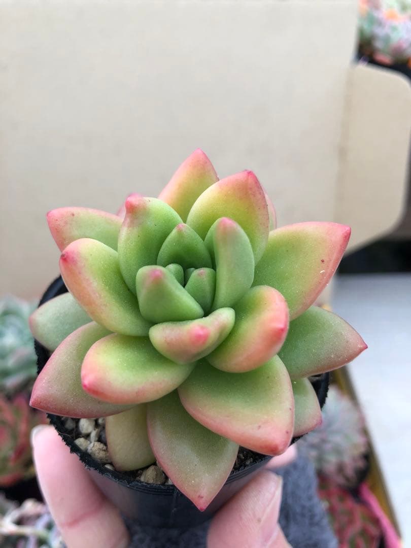 多肉植物 ロウルサンコ苗♡抜き苗セット(メルカリ便) - メルカリ