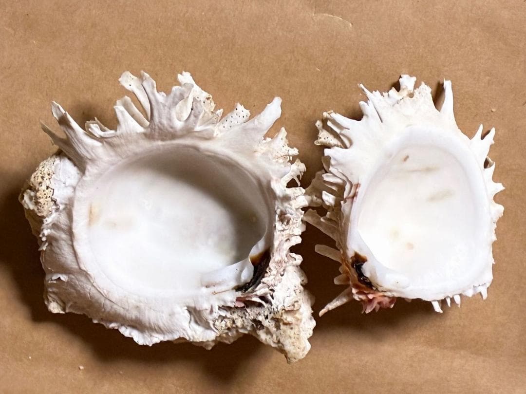 貝殻17点セット■白サンゴ■シャコ貝■トウカムリ■ヒレインコ■笠貝■丸ツノカイ