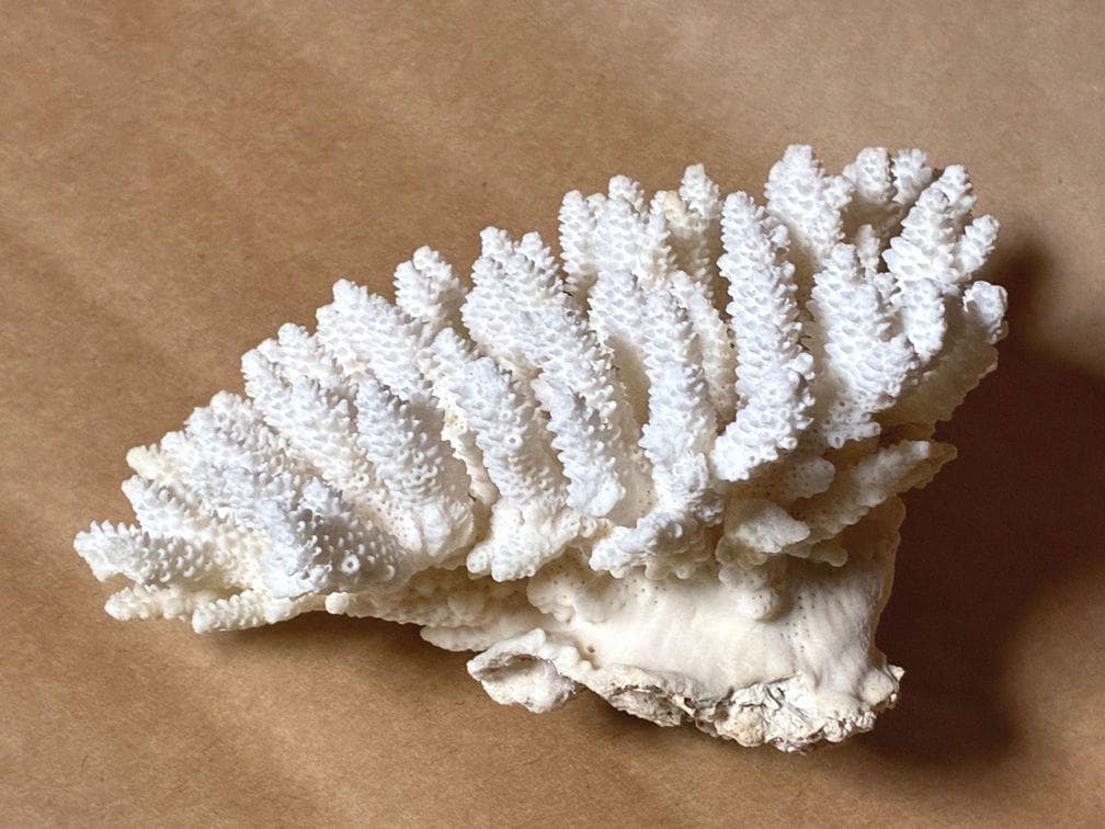 貝殻17点セット■白サンゴ■シャコ貝■トウカムリ■ヒレインコ■笠貝■丸ツノカイ