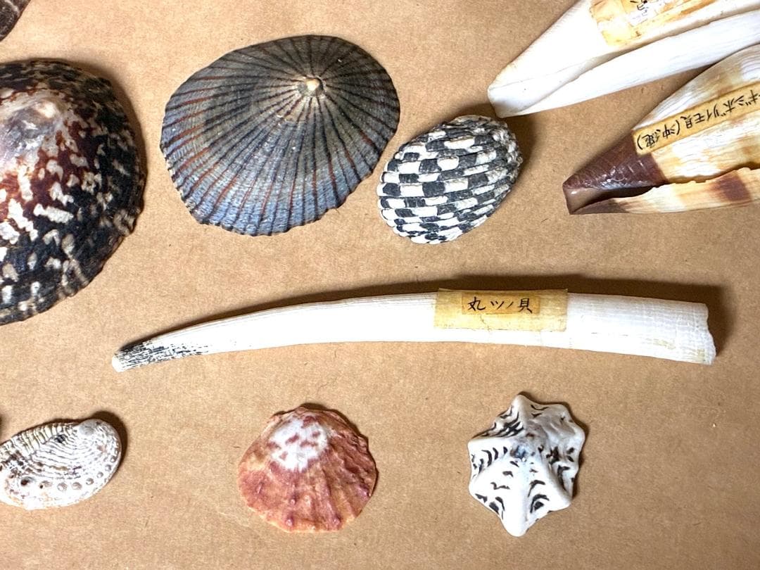 貝殻17点セット■白サンゴ■シャコ貝■トウカムリ■ヒレインコ■笠貝■丸ツノカイ