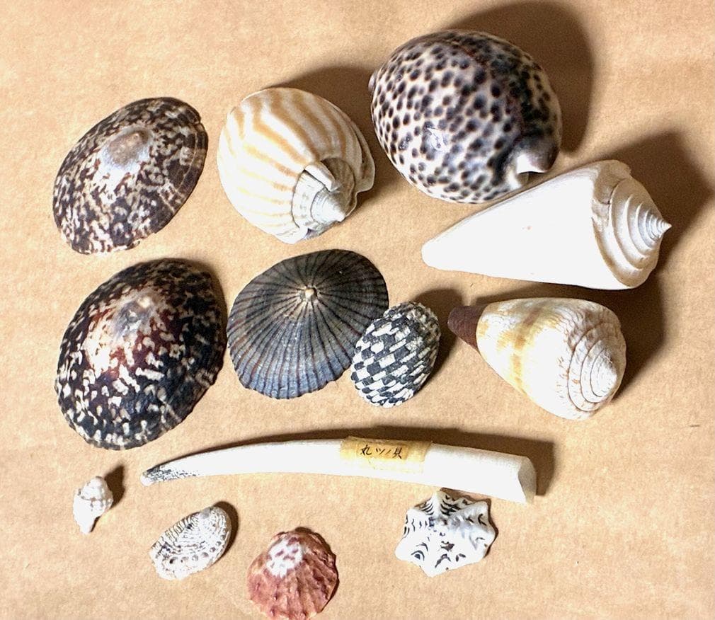 貝殻17点セット■白サンゴ■シャコ貝■トウカムリ■ヒレインコ■笠貝■丸ツノカイ