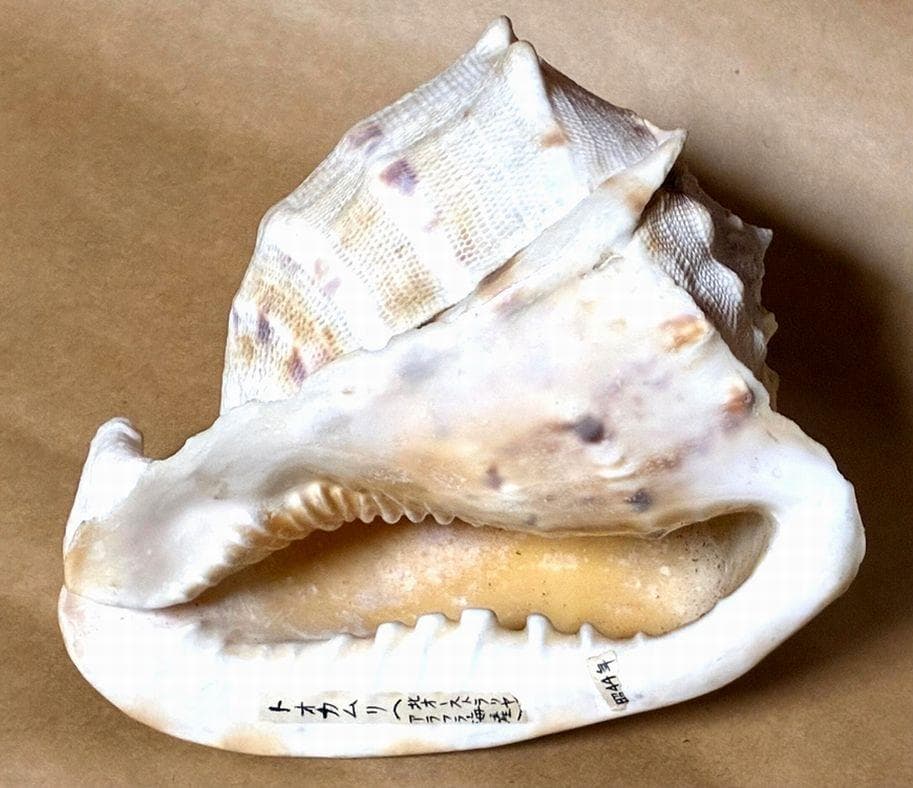 貝殻17点セット■白サンゴ■シャコ貝■トウカムリ■ヒレインコ■笠貝■丸ツノカイ