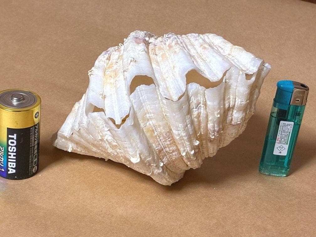 貝殻17点セット■白サンゴ■シャコ貝■トウカムリ■ヒレインコ■笠貝■丸ツノカイ