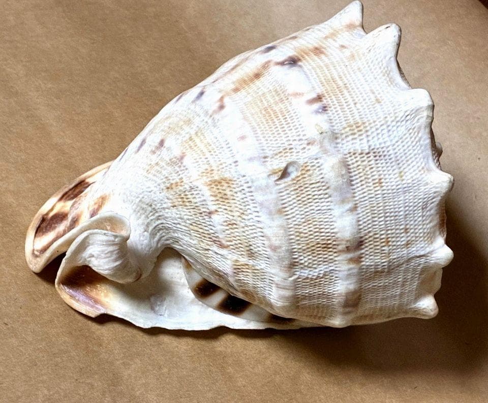 貝殻17点セット■白サンゴ■シャコ貝■トウカムリ■ヒレインコ■笠貝■丸ツノカイ