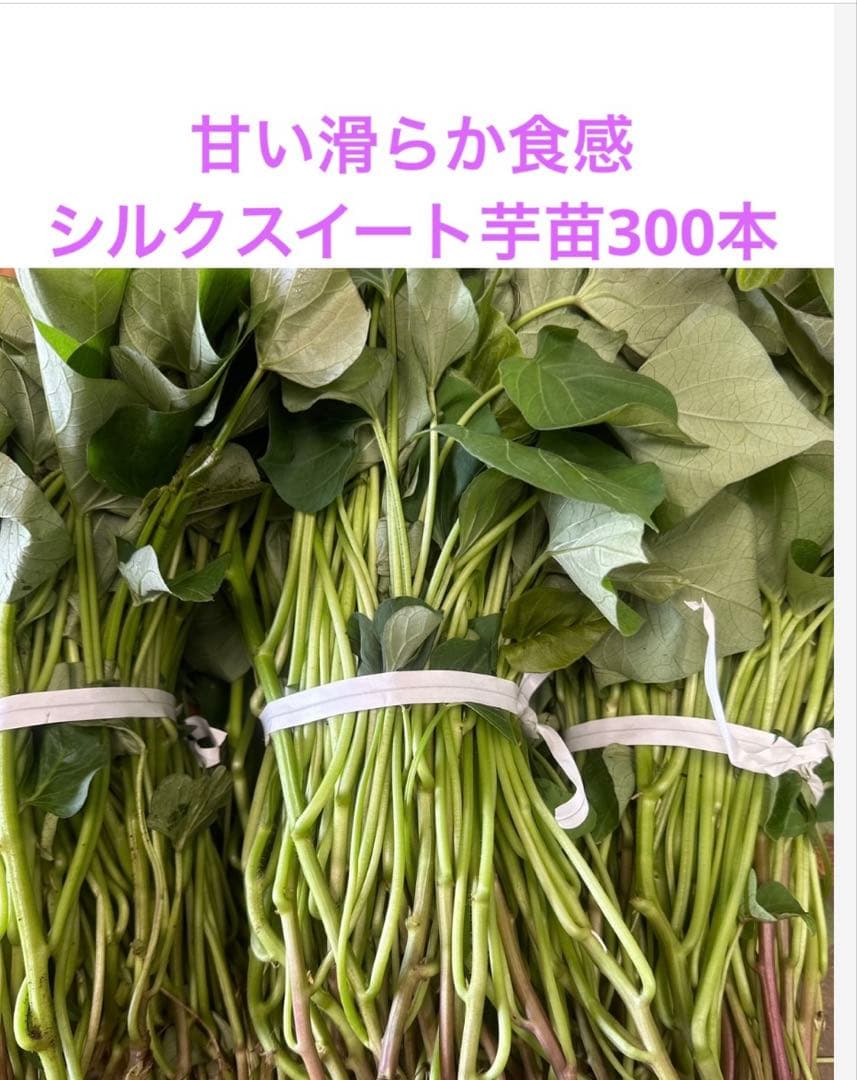 玲雪様専用「歳末セール」クリスマスローズ 小苗 かぐや姫 セルフ