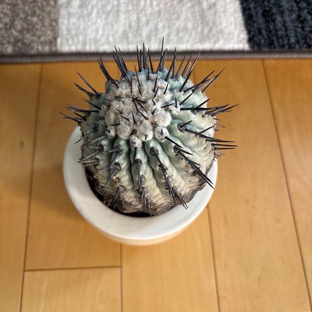 国王丸　サボテン