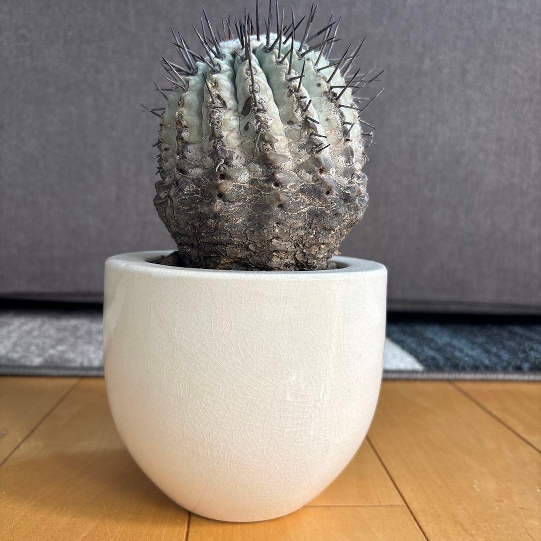 国王丸　サボテン