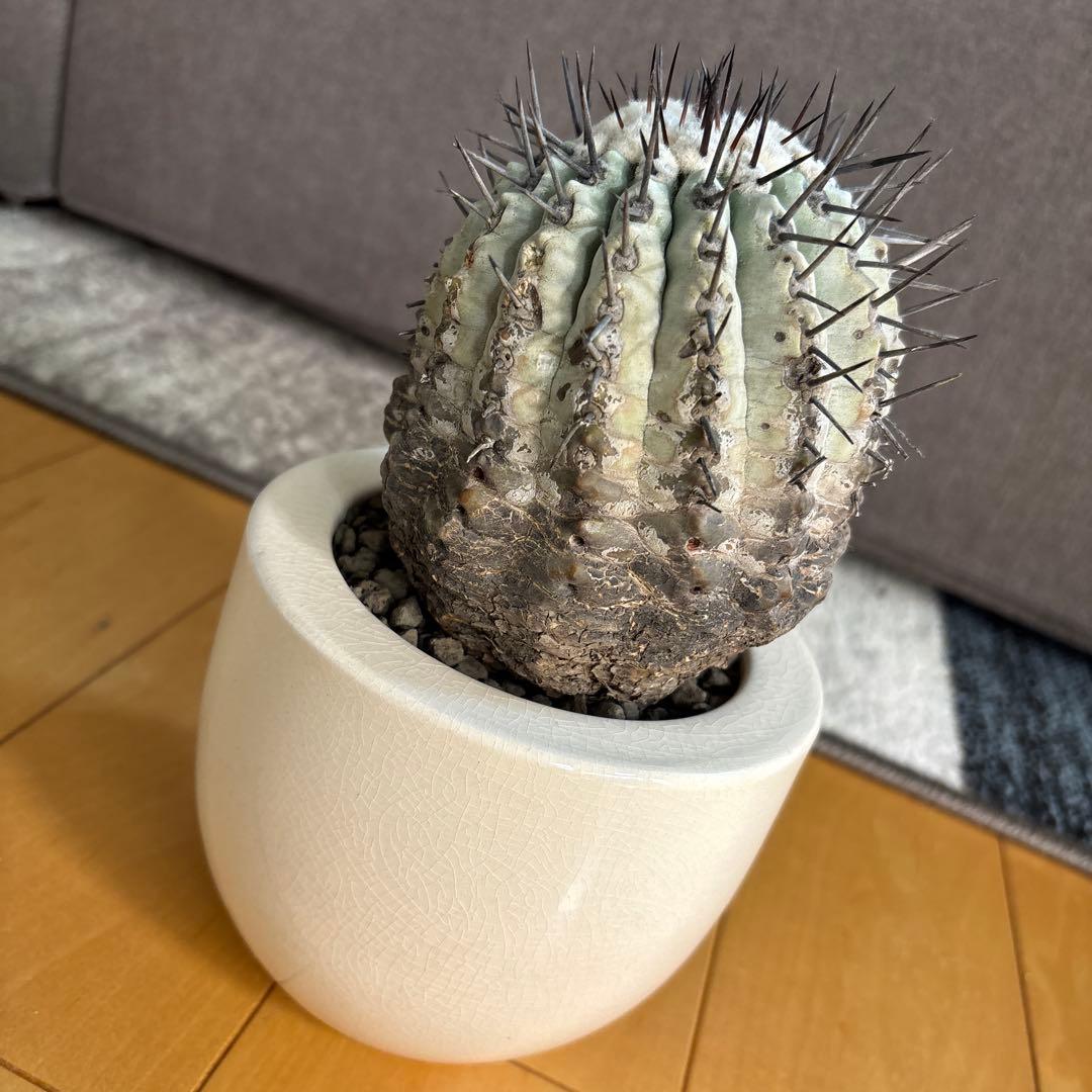 国王丸　サボテン