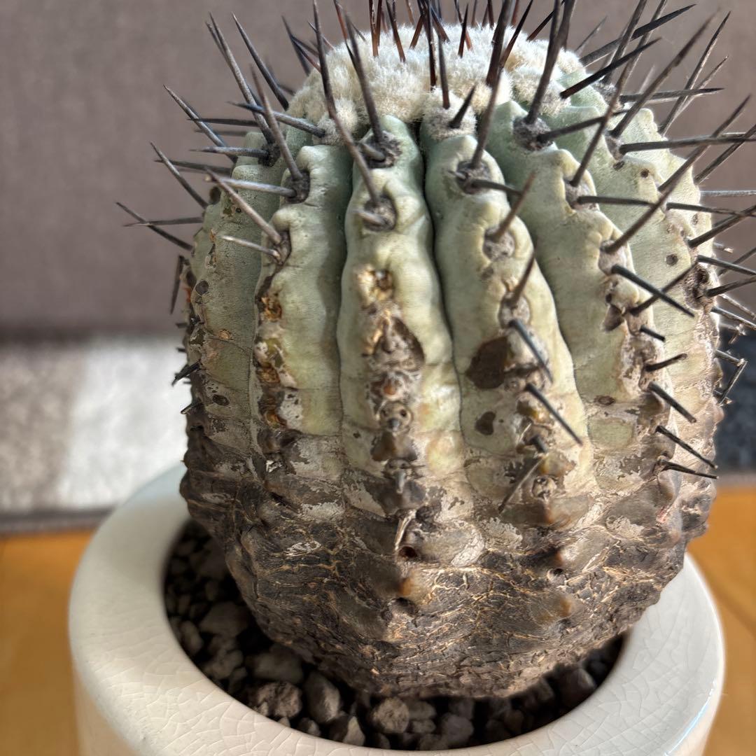 国王丸　サボテン