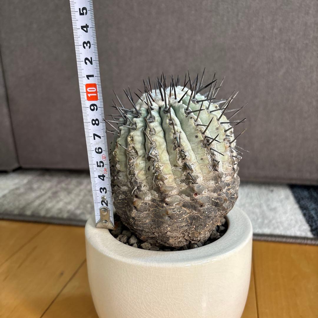 国王丸　サボテン