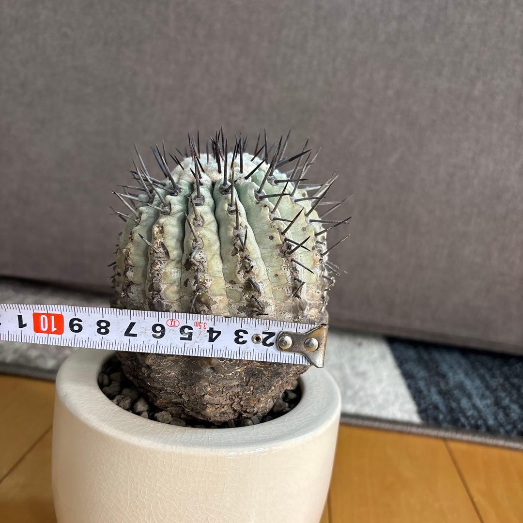 国王丸　サボテン