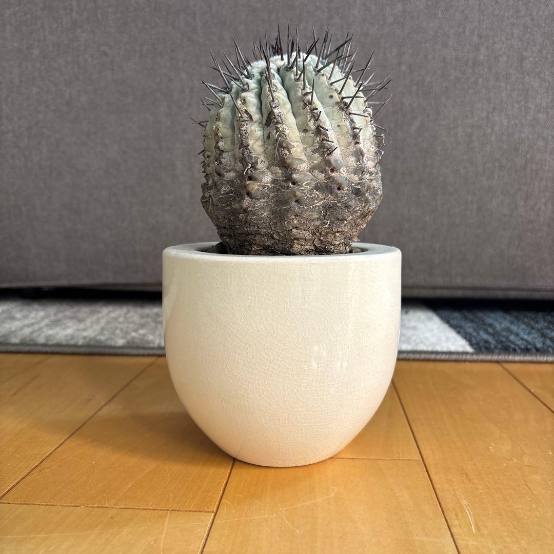 国王丸　サボテン