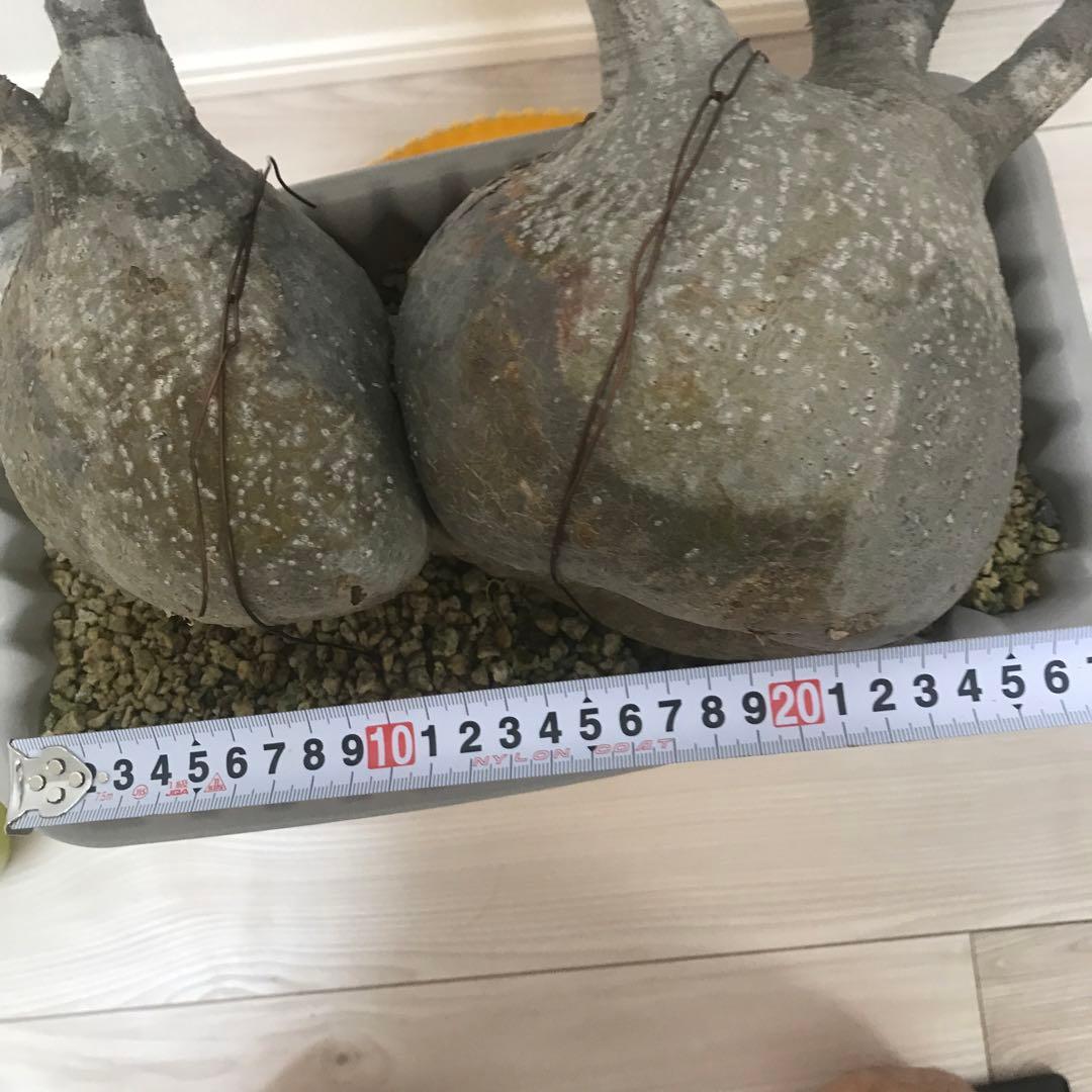 パキポディウム　グラキリス　現地球　発根済　2頭