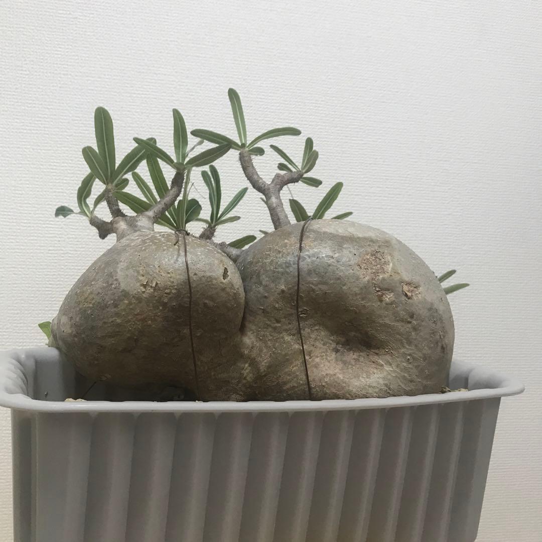 パキポディウム　グラキリス　現地球　発根済　2頭