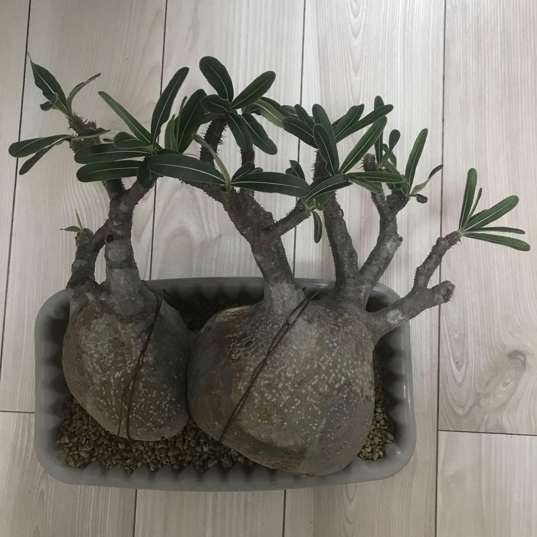 パキポディウム　グラキリス　現地球　発根済　2頭