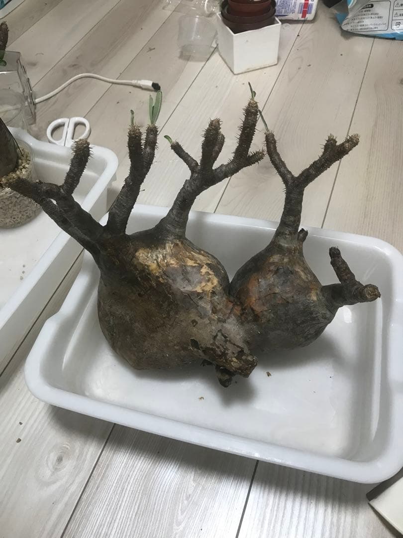 パキポディウム　グラキリス　現地球　発根済　2頭