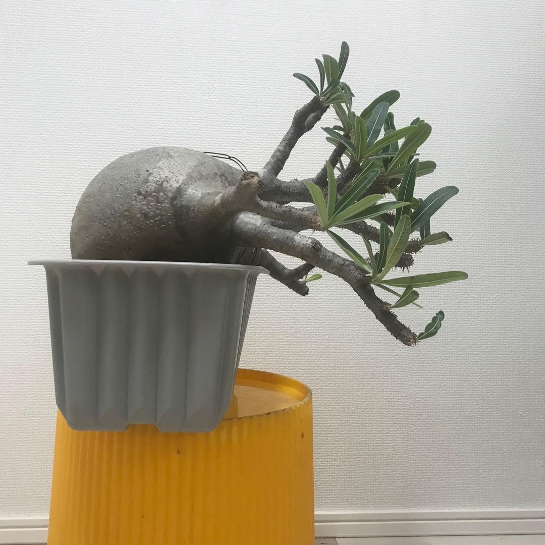 パキポディウム　グラキリス　現地球　発根済　2頭